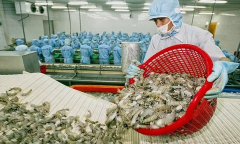 Xuất khẩu tôm sang Nhật Bản sẽ phục hồi vào tháng 12