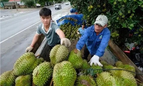 Xuất khẩu rau quả trong năm 2023 dự kiến đạt khoảng 5,6 tỷ USD