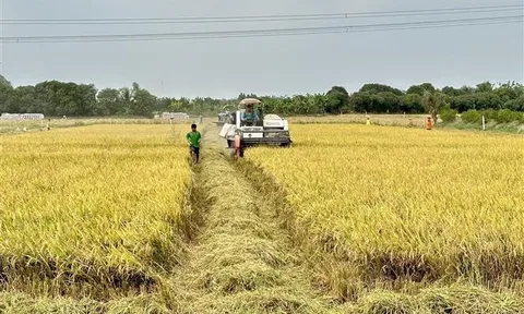 Giá lúa Thu Đông tại An Giang cao kỷ lục, thương lái đặt cọc cả tháng